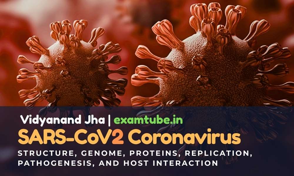 SARS-CoV-2 Coronavirus: Structure, Genome, Proteins, Replication, Pathogenesis, and Host Interaction