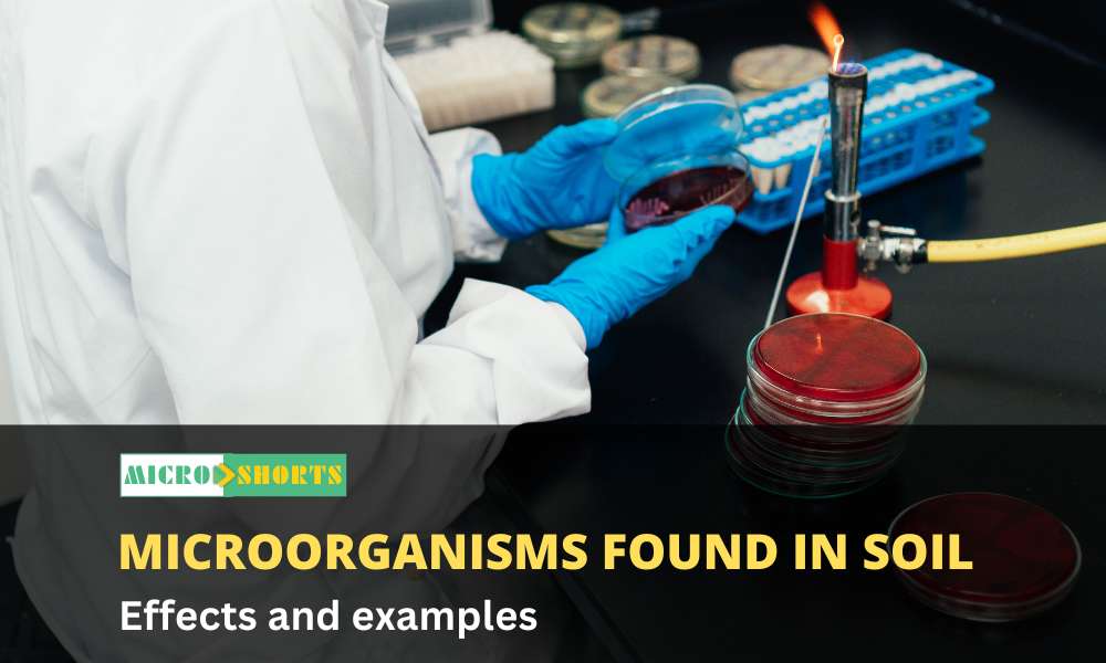 Microorganisms found in soil with effects and examples