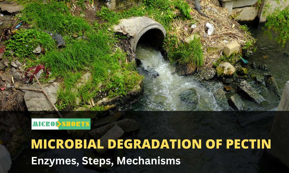 Microbial degradation of pectin (Enzymes, Steps, Mechanisms)