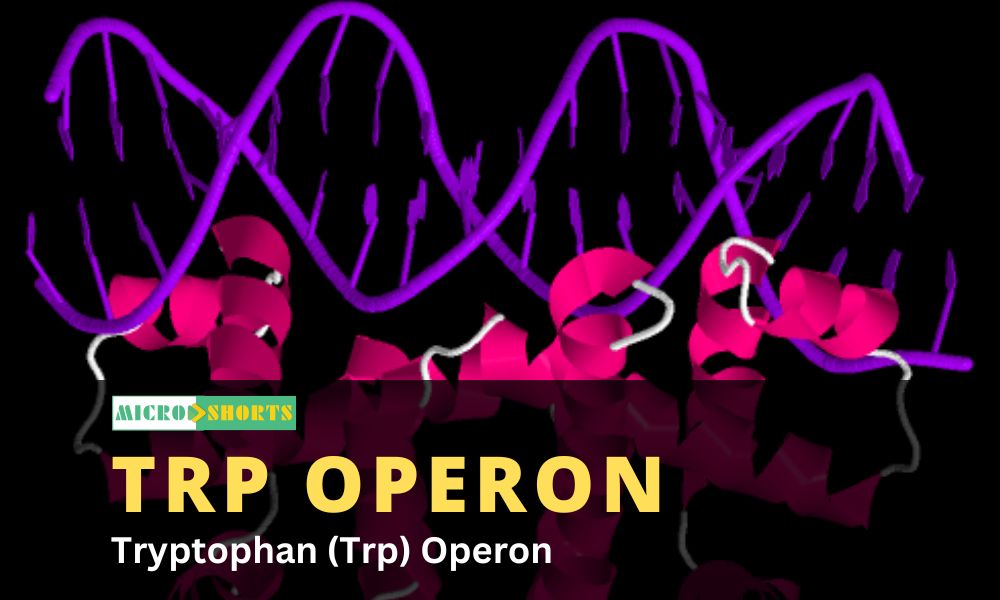 Tryptophan (Trp) Operon